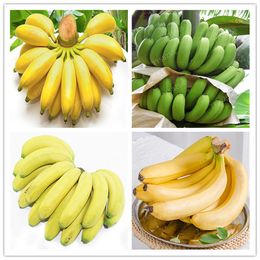 100 PC Semillas genuinas! Enano banano árbol bonsai fruta planta raro mini bonsai musa velutina sements da fruta