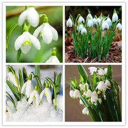 Shop Rare Exotic Flowers Uk Rare Exotic Flowers Free Delivery To Uk Dhgate Uk