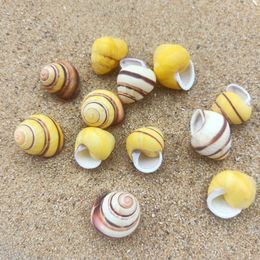 5pcs Gold Conch Lucky Seashells Natural Snail Seashell Specimen Aquarium Decoration Space Nautical Home Decor Accessories H jllnNY