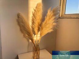 Pampas Beige Home Decoration Wedding Artificial Flowers Dried Flowers Tail Grass Wholesale
