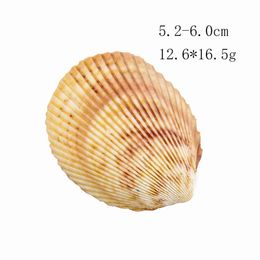 Natural Seashells Shell For Fish Tank Home Decorations Beach Theme Party Candle Making Wedding Decor Diy Crafts Fish Tan H jllWao