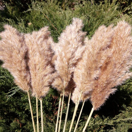 20 Hastes Pampas Grama Buquê De Flores Secas Uso De Casamento Decoração De Natal Flores Artificiais Decoração De Outono