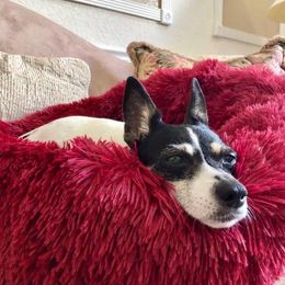Dog & Cat Long Plush Pet Bed Calming Beds - Ultra-soft Pets Basket Kennel Dog Round Cat Winter Cushion Warm Sleeping Bag Mat 201126