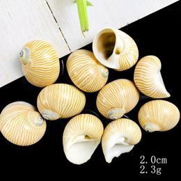 5pcs 2 3cm Natural Fine Lines Conch Shells Nautical Home Decor Specimen Rolled Shellfish Hermit Crab Snail Shell Acquarium Decor H jllOBo