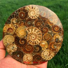 Natural Ammonite Disc Fossil Conch Specimen Healing +Stand 1pcs 201125