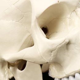 11 Human Anatomical Anatomy Resin Head Skeleton Skull Teaching Model Detachable Home Decor Resin Human Skull Sculpture Statue T20276A