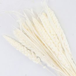 10 Pcs Natural Dried Fresh Flower Bundle Preserved Millet Flower DIY Wedding Party Home Bedroom Decoration Ornament