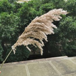 45cm/10pcs,Natural Pampas grass Dried Flowers Branch,Eternell Real Dried Reed Display Flowers for Wedding Party Home Decoration