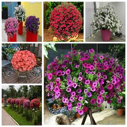 200pcs Bonsai Petunia Seeds Mixed Color Petals Double Petunia Seeds in Bonsai with Professional Pack Decoration for Home Garden Green