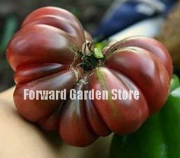 bonsai tomato Canada - !Garden Heirloom Cherokee Ruffled Tomato Bonsai, 100 Pcs seeds , Fantastic Edible Vegetable For Home Garden Plant Natural Growth Variety of Colors Aerobic Potted