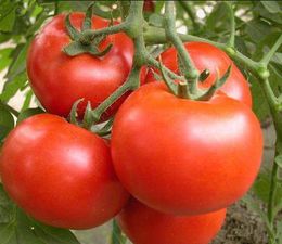 bonsai tomato Canada - 100 pcs tomato Flower Seeds Bonsai The Budding Fresh Rate 95% Rare Plants for The Garden Delicious Tasty Natural Growth Planting Season All for a summer residence