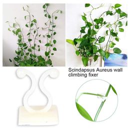 Other Garden Supplies 10/5pcs Plant Clips For Climbing Supports Invisible Wall Mounting Adhesive Hooks Tendril Holder Home Decoration
