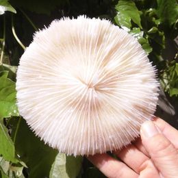 AAAAA+100% Natural White Coral Aquarium Landscaping Home Furnishing Ornaments Home Decoration