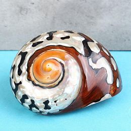 sea snail shells UK - Tapestries 6-9.5Cm Natural African Turban Sea Shell Coral Conch Snail Home Fish Tank Decor 1Pcs