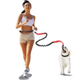 hand free retractable dog leash for golden retriever bull terrier husky pug mascotas accesorios flexi martingale laisse chien 210712