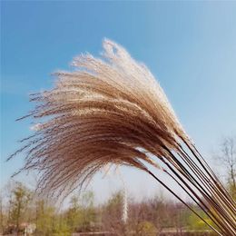 Natural Dried Small Pampas Grass Decor Real Wedding Flower Home Ornament Dried Flowers Natural Plant Pampas Bouquet Decor C0310