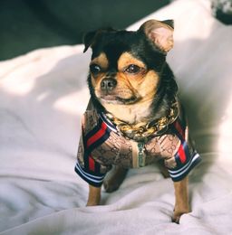 Briefdruck Haustierjacke Outdoor Party Style Welpenmantelhundbekleidung Teddy Schnauzer Bichon Hunde Kleidung Kleidung