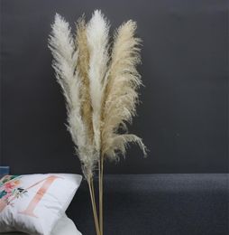 Decorative Flowers & Wreaths 80cm Pampas Grass Extra Large Natural White Dried Bouquet Fluffy For Boho Vintage Style Home Wedding Decor