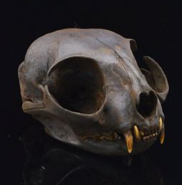 1pcs real Animal Skull specimen - Adult / Handmade, dyeing brown 210318
