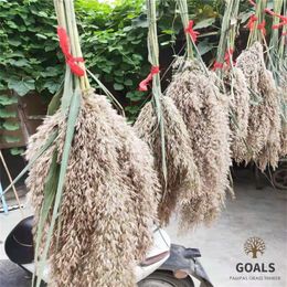 20 Pcs Wedding Use Pampas Grass Bunch Natural Dried Flowers Plants Reed Raw Color For Home Office New Year's Decor 210317