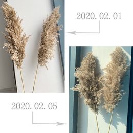 Pampas Grass Plants Large Size Tall 19-22 For Home Decor Wedding Flowers Bouquet Natural Phragmites Dried Flowers 210317