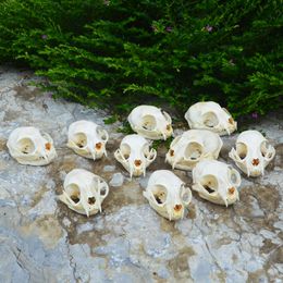 1-10pcs real animal Skull specimen Collectibles Study 210318