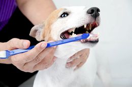 Dog Toothbrush Cat Pet Dental Grooming Washing Tooth Brush Pet Tooth Cleaning Tools dog toothbrush stick pet supplies