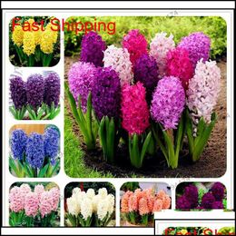 Mixed Color Hyacinthus 300 Seeds Home Garden Plant Seed Flower Decor FREE SHIP