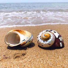 sea snail shells UK - Novelty Items Natural Pearly Big Screw Conch Shells Coral Collectible Mediterranean Aquarium Ornaments Sea Snail South African