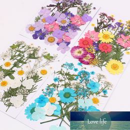 Pressed Flower Mixed Organic Natural Dried Flowers DIY Art Floral Decors Collection Gift Factory price expert design Quality Latest Style Original Status