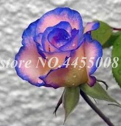 beautiful rose plant Canada - 100 Pcs seeds Rare Mul-color Rose Flore Amazingly Beautiful Black Red Edge Garden Decor Bonsai Potted Flower Plant Easy to Grow Natural Growth Variety of Colors