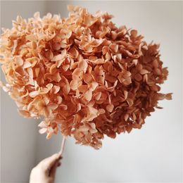 18-20cm Head,Natural Preserved Anna Hydrangea with stem,Eternal Display flower bunch for Wedding Home Decoration accessories 210317