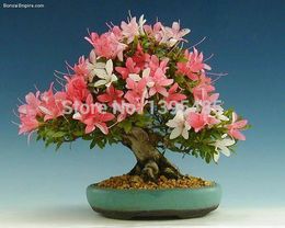 Spedizione gratuita fiore bonsai semi fiore pianta bonsai indoor petunia petali semi di fiori bonsai balcone -20 pz