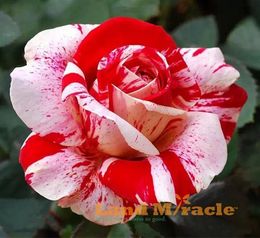 100 semi / pack, Rare Black Dragon Hybrid Rose Seeds, Heirloom Rosso e Bianco Rose semi di fiori Piantare per DIY casa giardino Bonsai Pianta