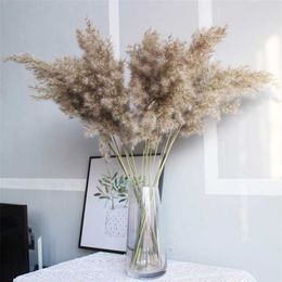 50ピース自然乾燥小さなパンパスグラスプラグミテーティック花植物パーティークリスマス家の装飾アクセサリー211023