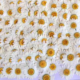 100Pcs White Daisy Dried Flowers Natural Pressed Flower for Resin Mobile Phone Case Pendant Bracelet Jewellery Decoration Material 210624