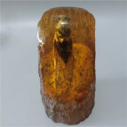 Natural amber cicada amber art collection and home decoration
