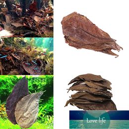 20Pcs New Effective Natural Terminalia Olive Leaves Island Almond Leaf for Fish Cleaning Treatment Aquarium Tank Adjust PH Factory price expert design Quality