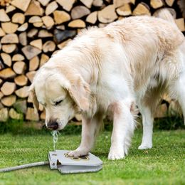 Dog Outdoor Drinking Water Fountain Step On, Easier Paw Activated Drink Pet Dispenser, Provides Fresh Water, Sturdy, Easy to Use