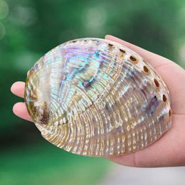 landscaping items Canada - Novelty Items 10-13cm Polished Natural Mexico Abalone Shell Collectibles Nautical Home Decor Seashell Aquarium Landscaping Beach Wedding