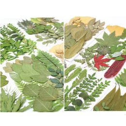 Decorative Flowers & Wreaths Pressed Real Leaf Dried Plant Assortment Herbarium Sheet For DIY Resin Craft Art Jewelry Decoration Supplies