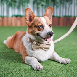 Khaki Velvet Pet Chain Collars Supplies Metal Bowknot Collar Leashes Set Corgi Bulldog Bichon Puppy Leash Accessories