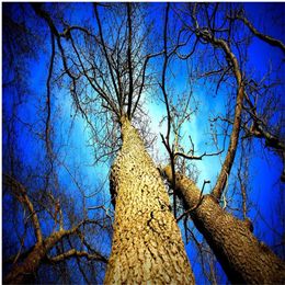 3d murals wallpaper for living room Beautiful blue sky and towering trees