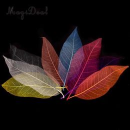 Natural Magnolia Skeleton Leaf Leaves Card Scrapbooking DIY Mixed Color used to decorate cards candles packages Y0630
