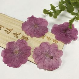 Selling Original Colour Cherry Case Pressed Flowers For Postcard Real Free Shipment 1 Lot/120 Pcs Decorative & Wreaths