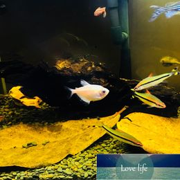Natural Fighting Fish Marquise Leaf Aquarium Turtle Shrimp Tank Reduce Acid Aquarium Ph Value Improve Water Quality 10pcs Factory price expert design