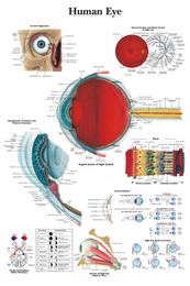 eye anatomy UK - NEW HUMAN EYE MEDICAL DIAGRAM CHART INFORMATIONAL ANATOMY Paintings Art Film Print Silk Poster Home Wall Decor 60x90cm