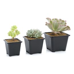 Korean style Square Nursery Plastic Flower Pot Planter 3 Size for Indoor Home Desk Bedside or Floor, and Outdoor Yard,lawn or Garden Planting