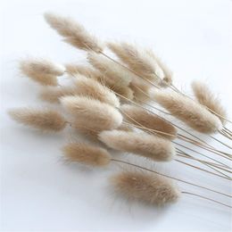 50 pcs/lot Natural Dried Flowers Lagurus Ovatus Rabbit Bunny Tail Grass Bunch Real Flower Bouquet Pampas Grass for Home Wedding Decoration