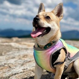 Ins Summer Dog apparel fashion clothes Cooling Rainbow Color Pet Cool Coat Summer Fadou Heatstroke Vest